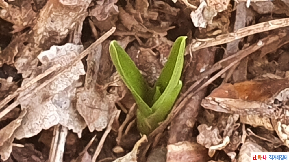 금일산채 반성 단엽