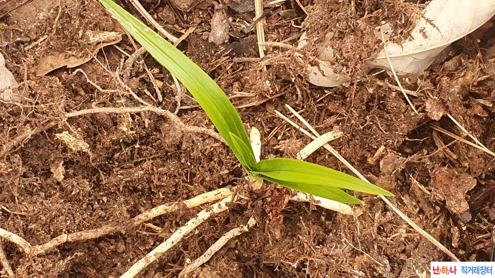 산채 서성 환엽변