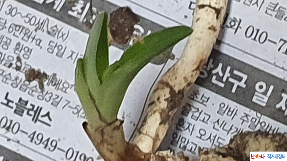 직산채 반성단엽