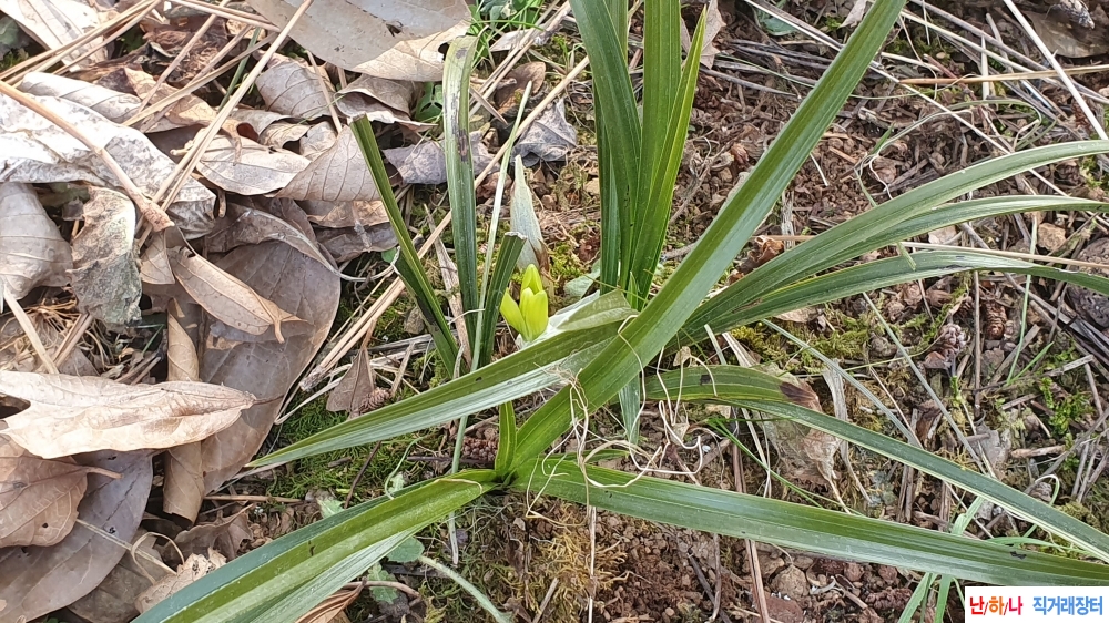 **산채 화형 황소심**