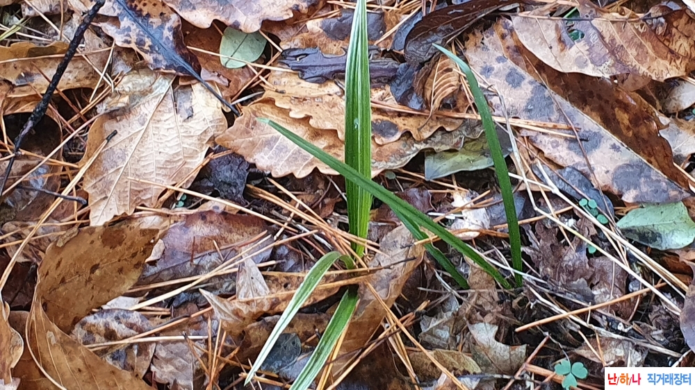 특 직산채 설백무늬 까?