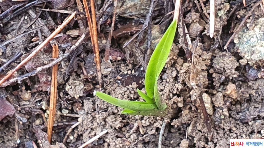 산채 반성 까닥지 단엽?