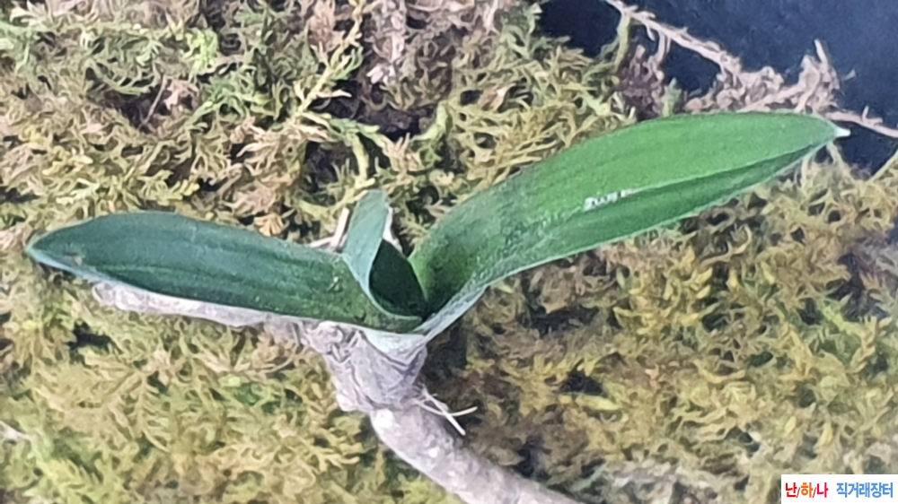 산채 단엽성 환엽