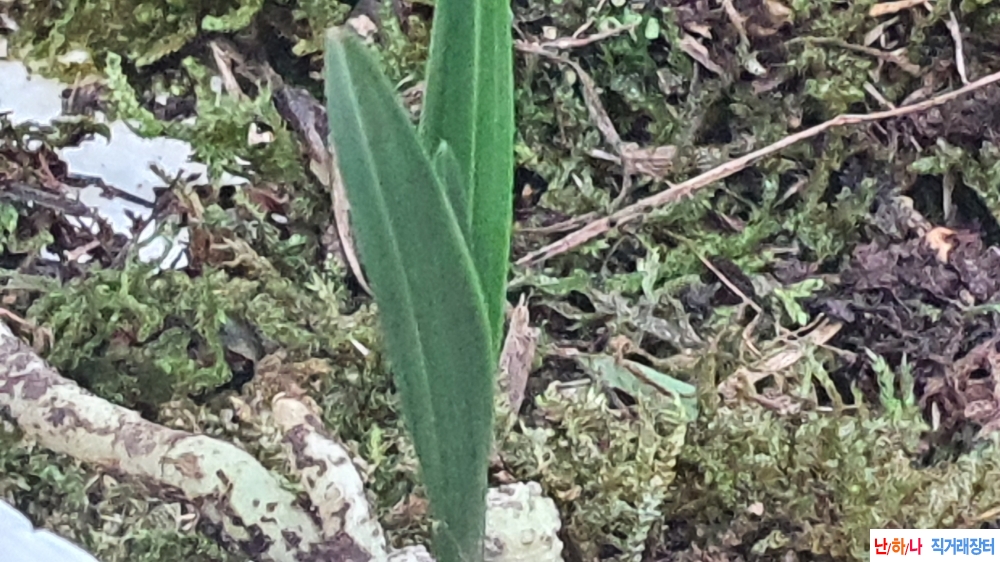 산채 반성 두화변