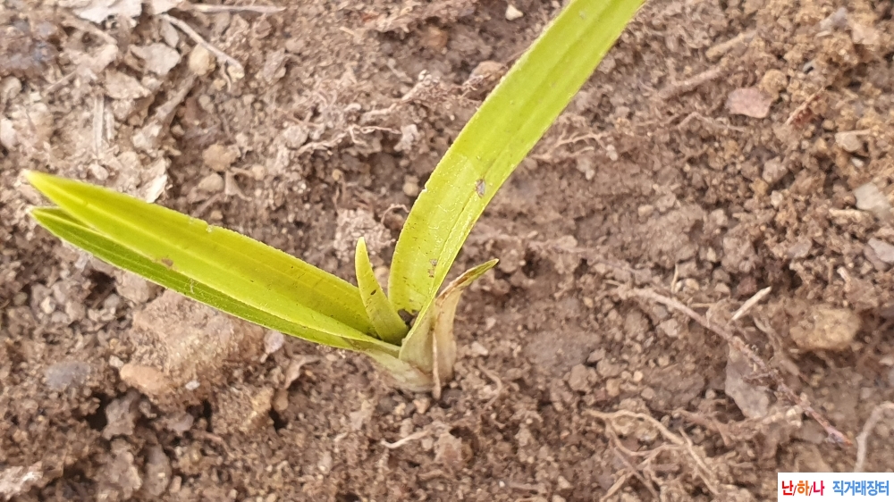 금일산채 서반물입변