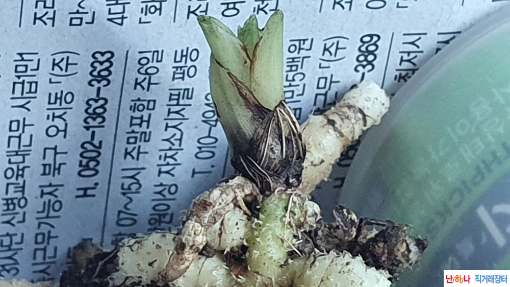 **특산채 서반단엽 **