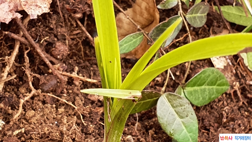 산채 빳빳한 서반