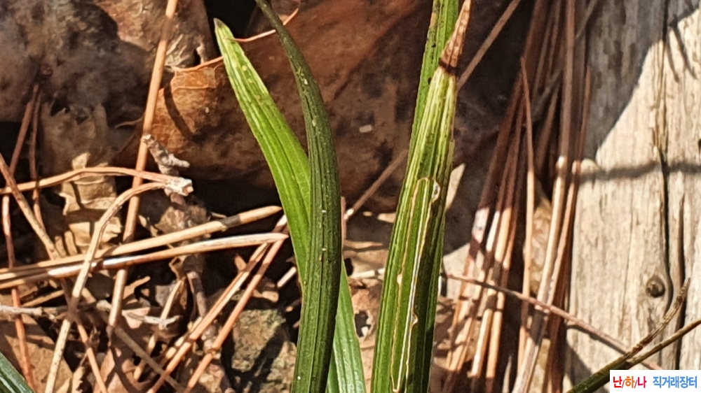 산채 입변 황산반