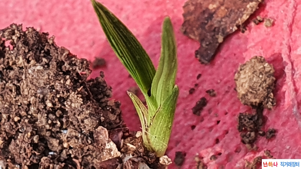 **특산채 단엽 산반호**