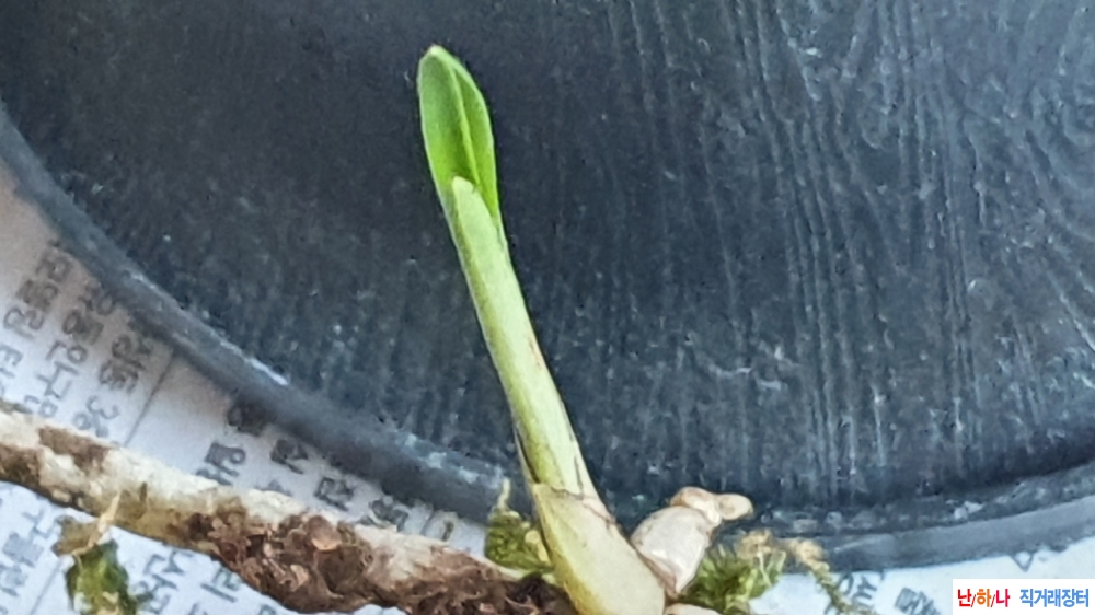 산채 생강근 바가지변