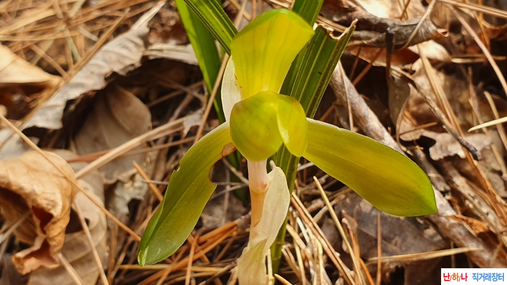 **금일산채 대륜원판성?