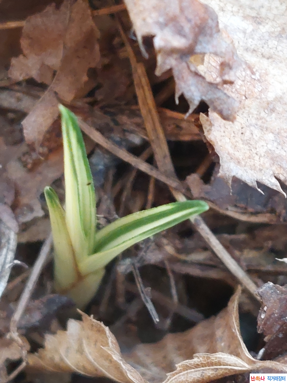 **특산채 단엽변 중압 ?