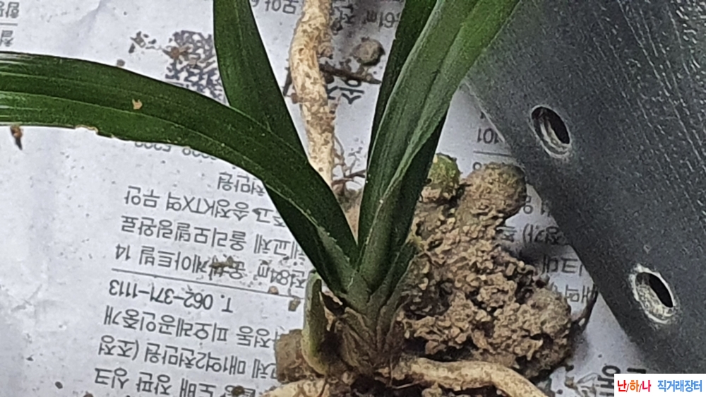 산채 단엽