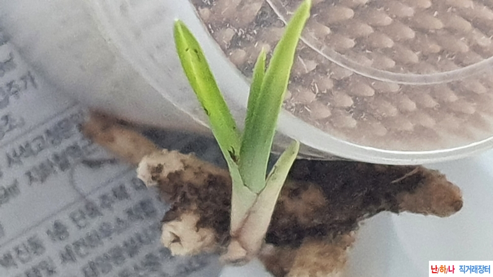 산채 까닥지 반성서반