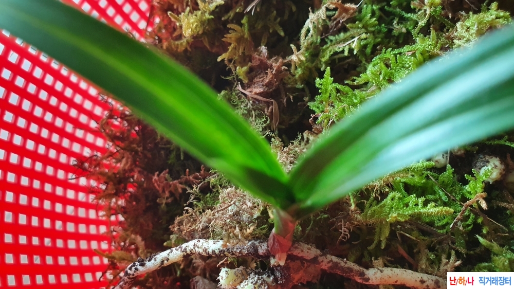 산채 반성 환엽입변