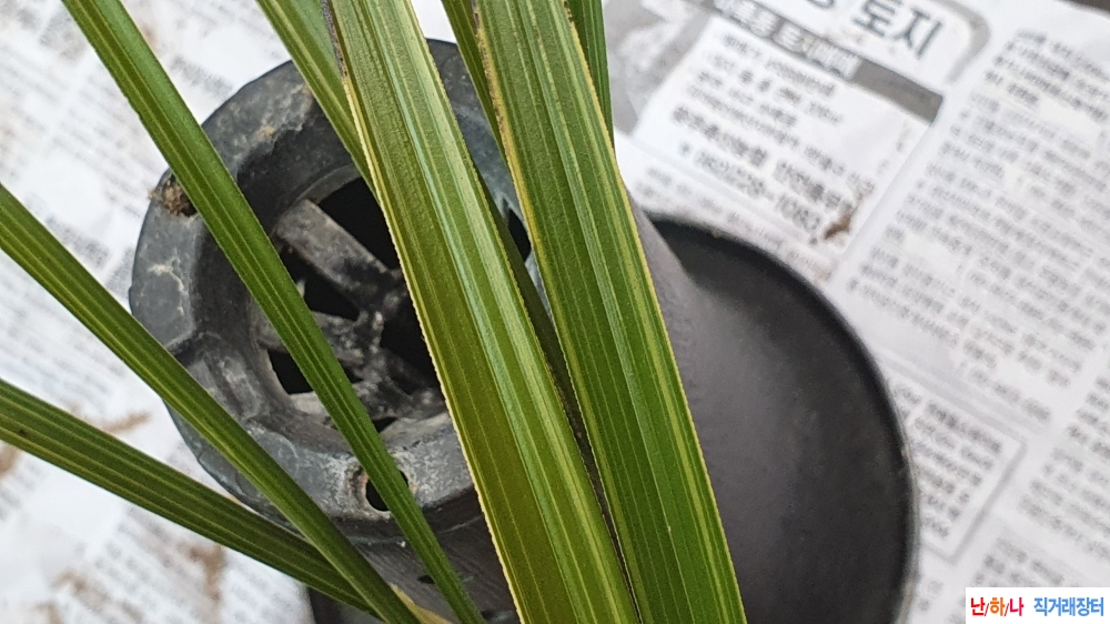 **산채 산반복륜호**