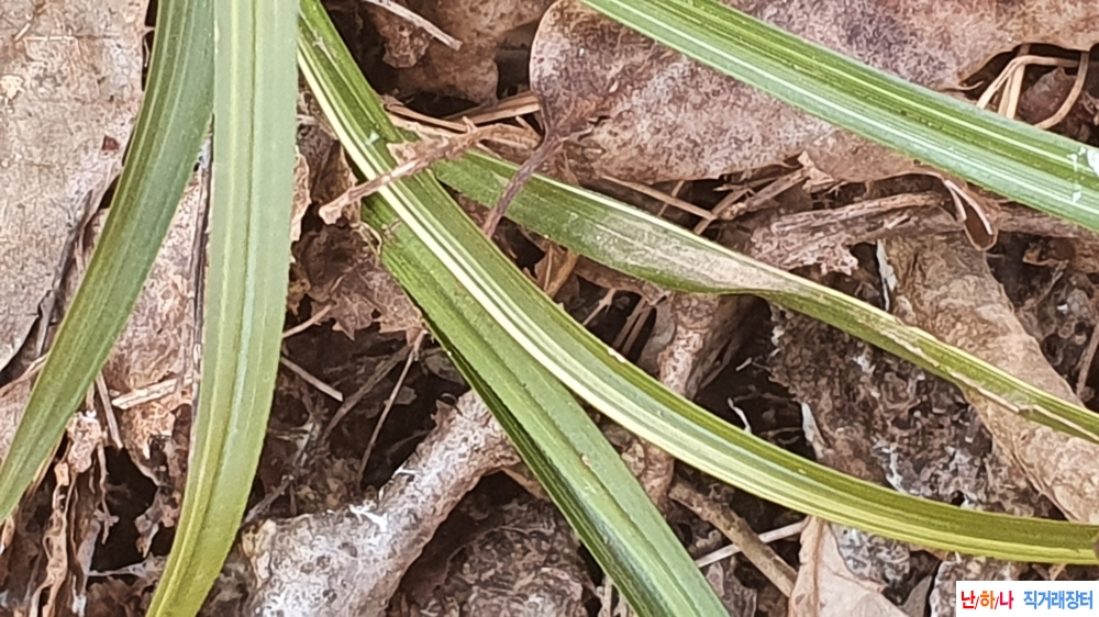 **특산채 흙채그대로 ?