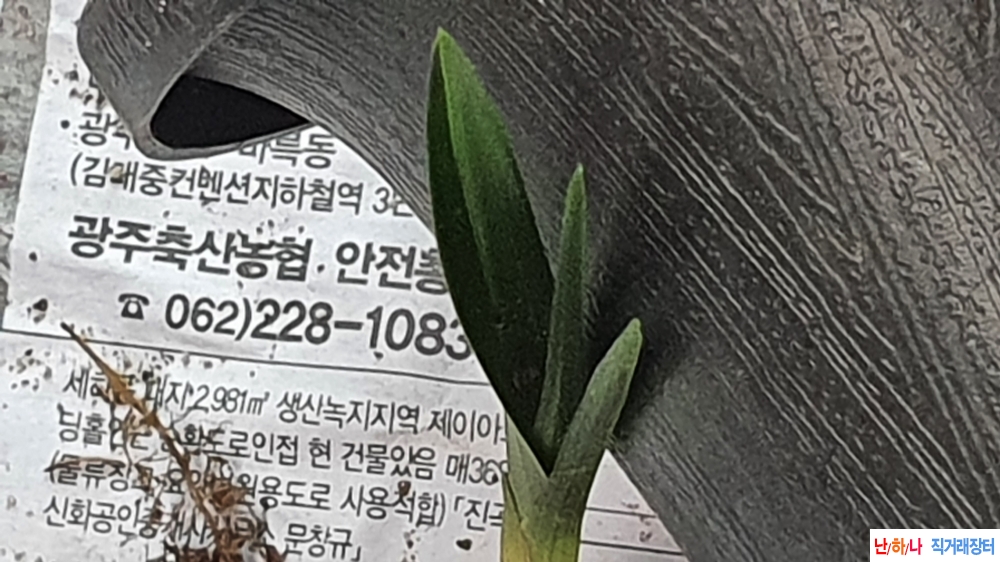 산채 자태 두화목