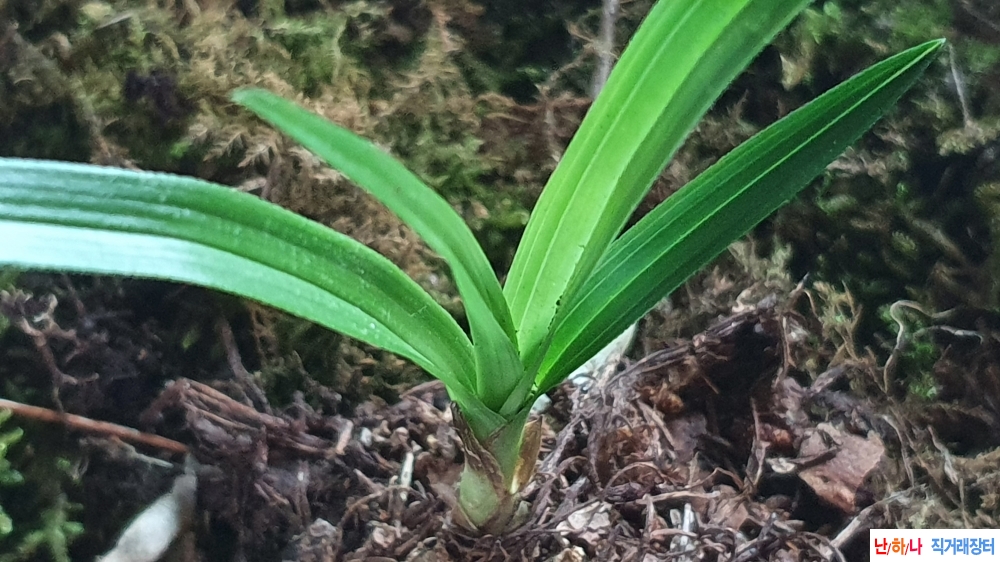 산채 반성 환엽변