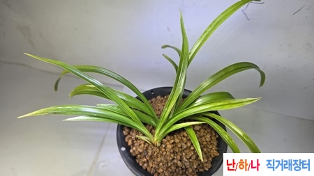 산채출발 전면산반