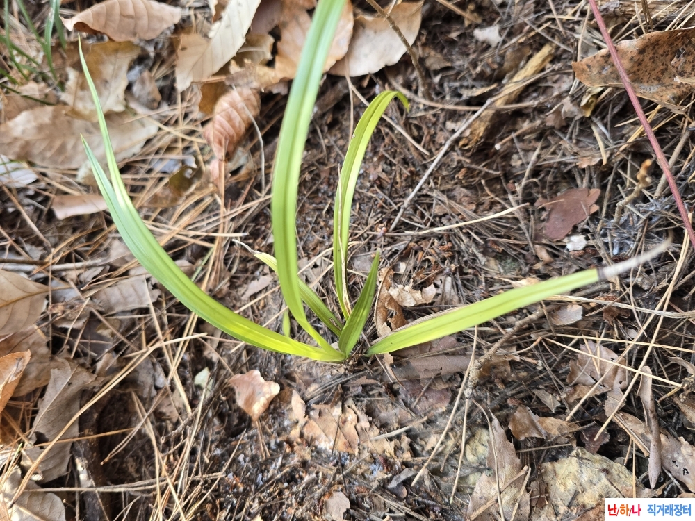 산채 색감 좋은서