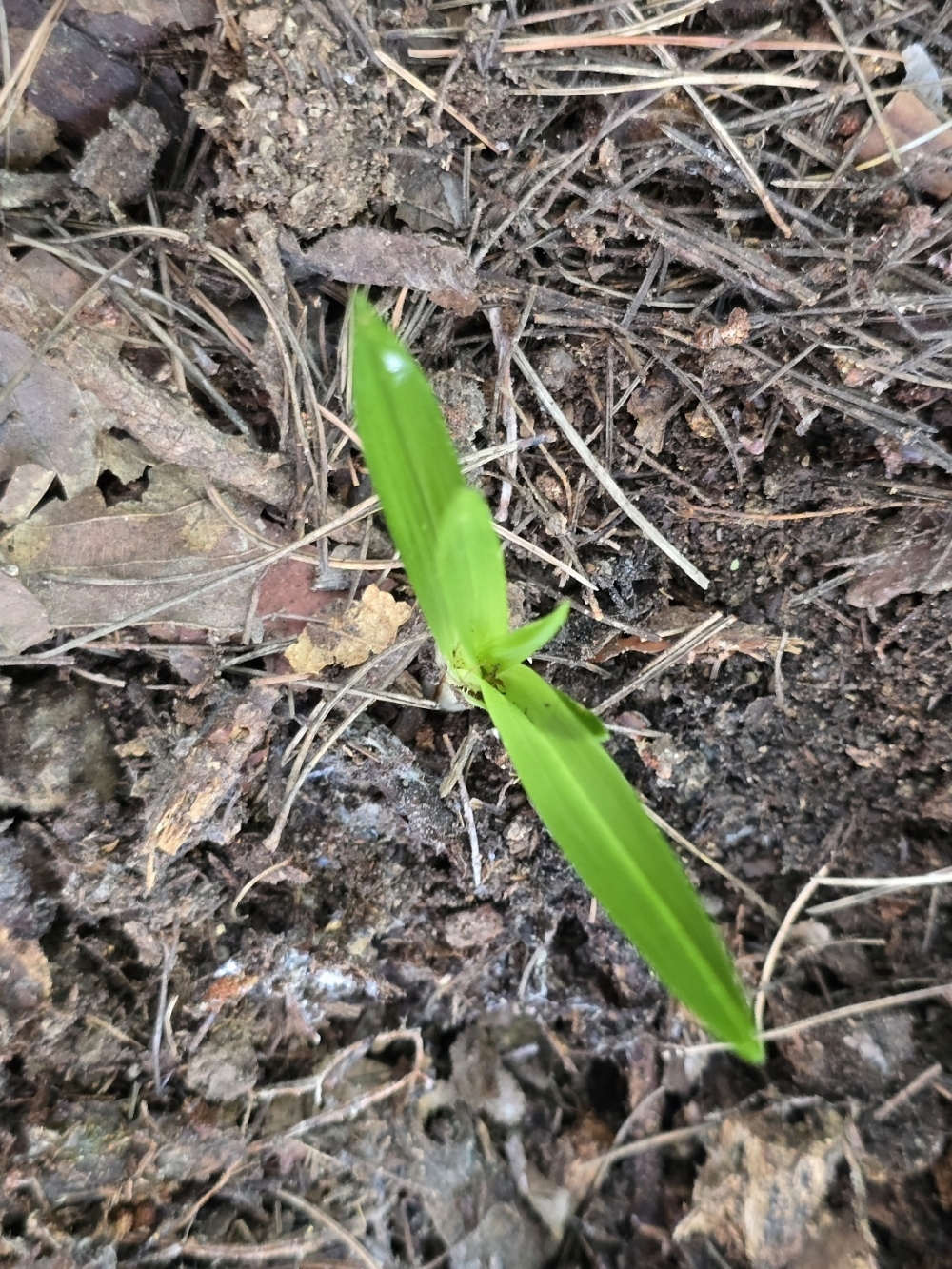 산채 입변서