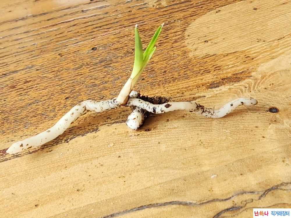 산채서반성입변