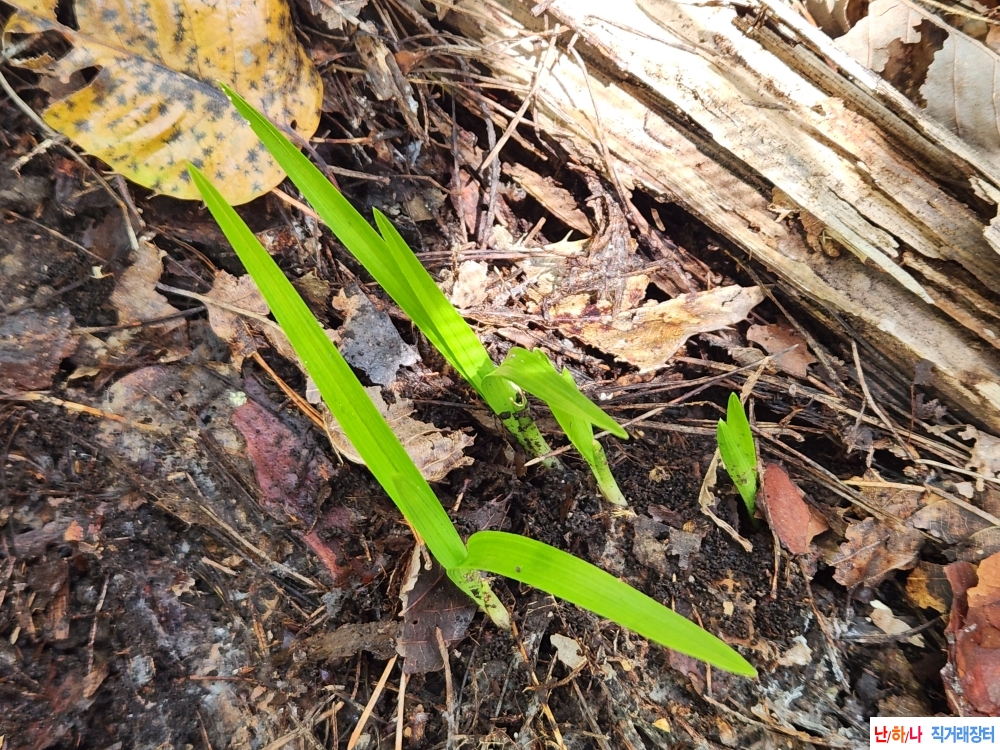 산채품세일(2품종)