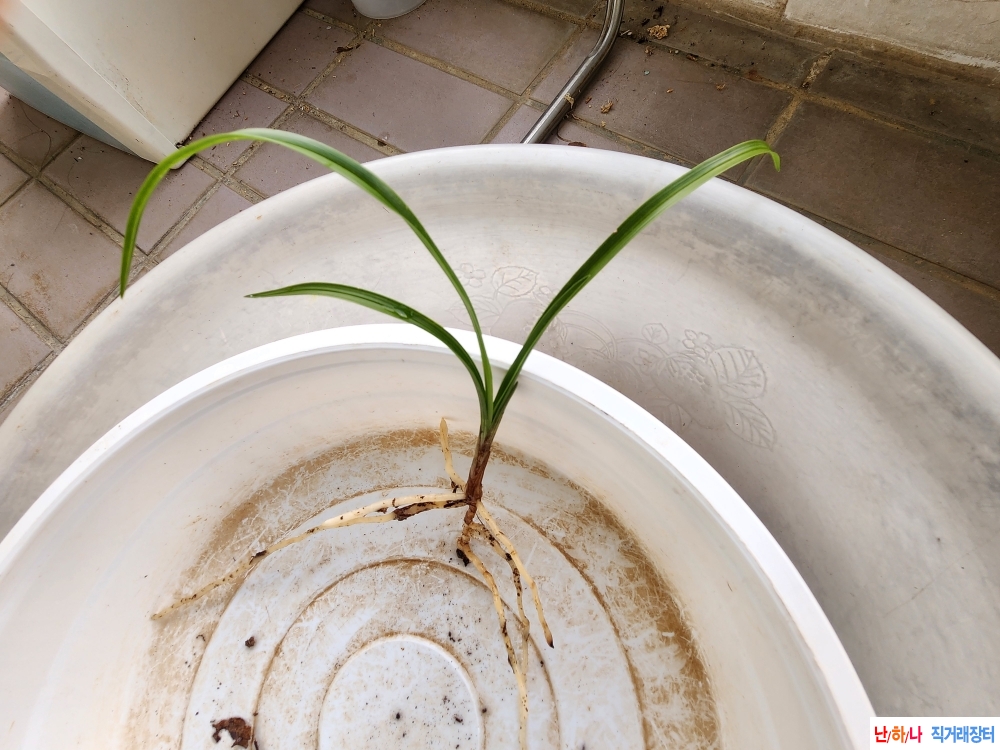 산채산반호 반성