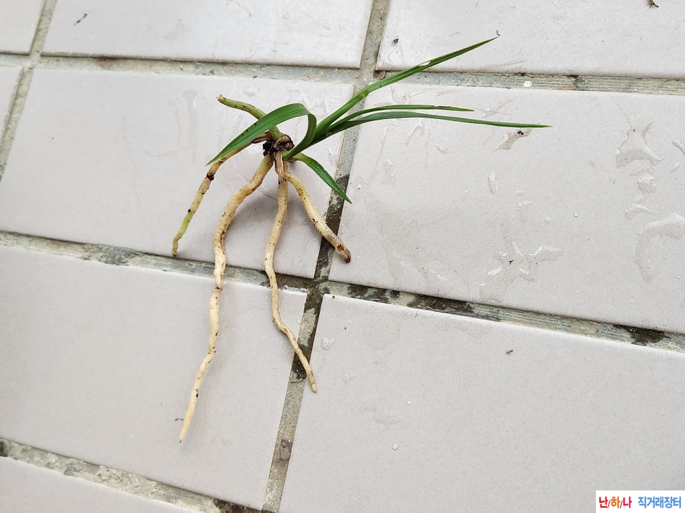 산채산반호와 서반