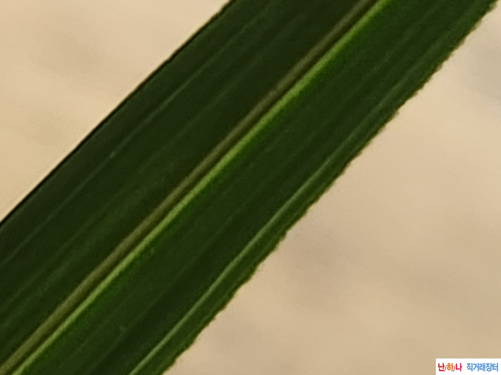 산채입엽산반호