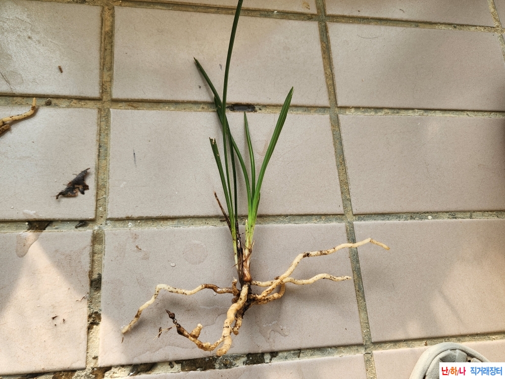 산채입엽산반호