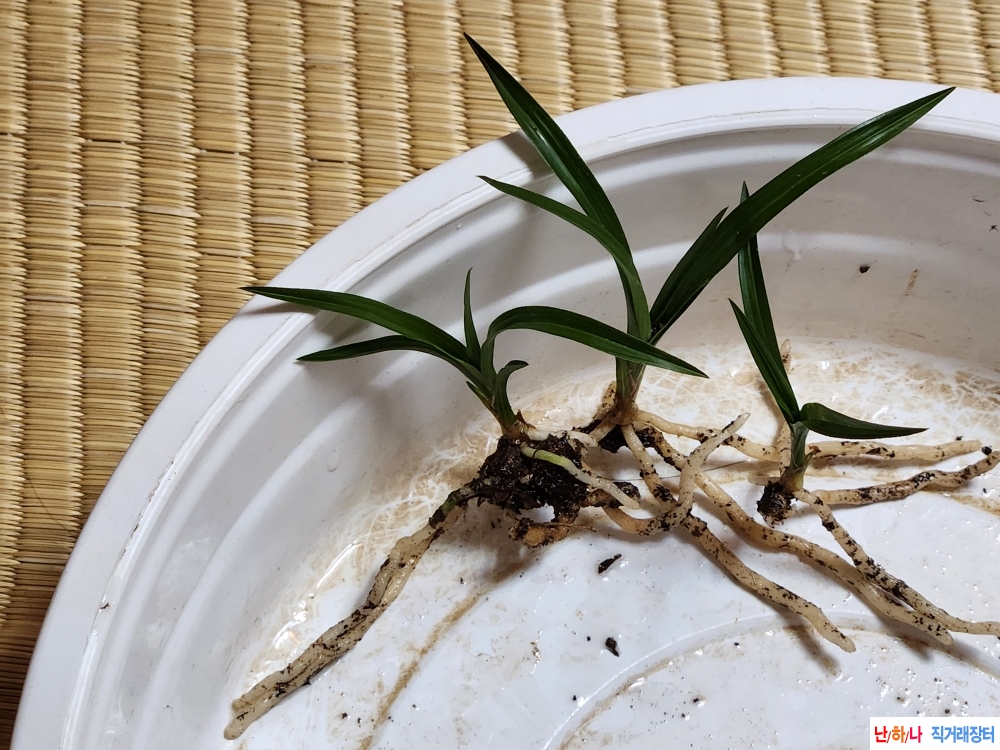 산채환엽입변3촉