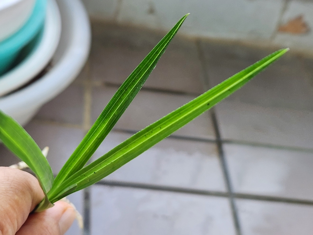 산채입변서반성