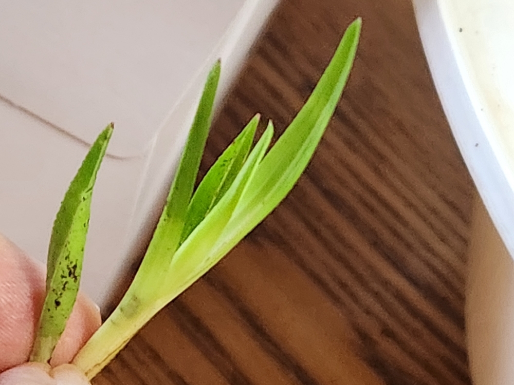 산채서반성