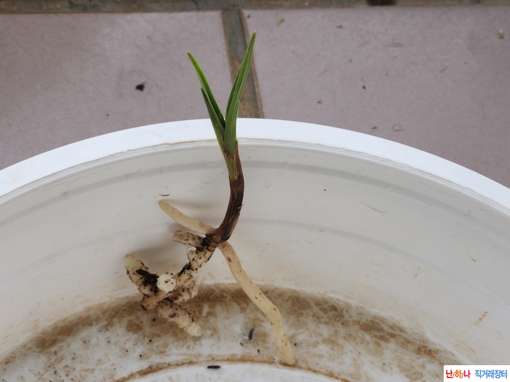 산채입변산반호