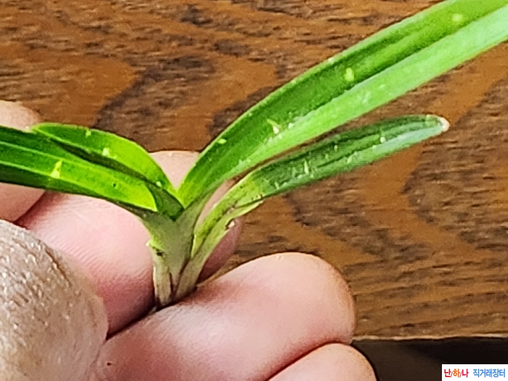 산채장단엽서반성