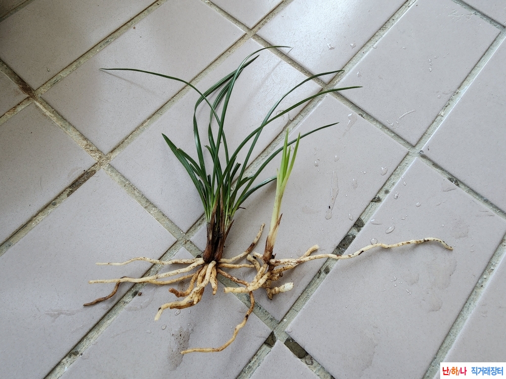 산채무늬종과 입변