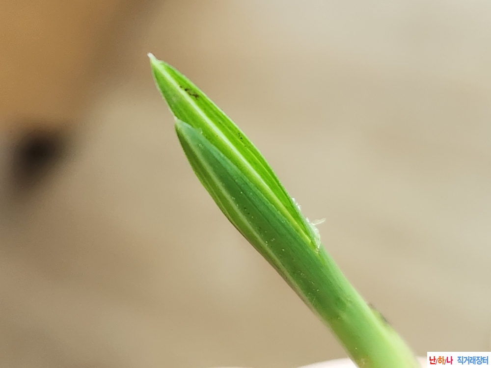 산채두화목