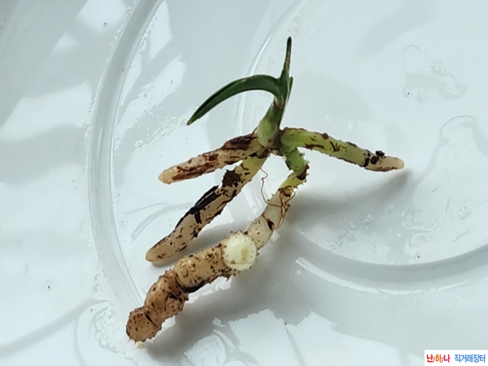 산채반성단엽