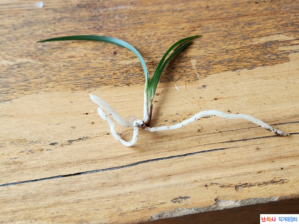 산채단엽성입변