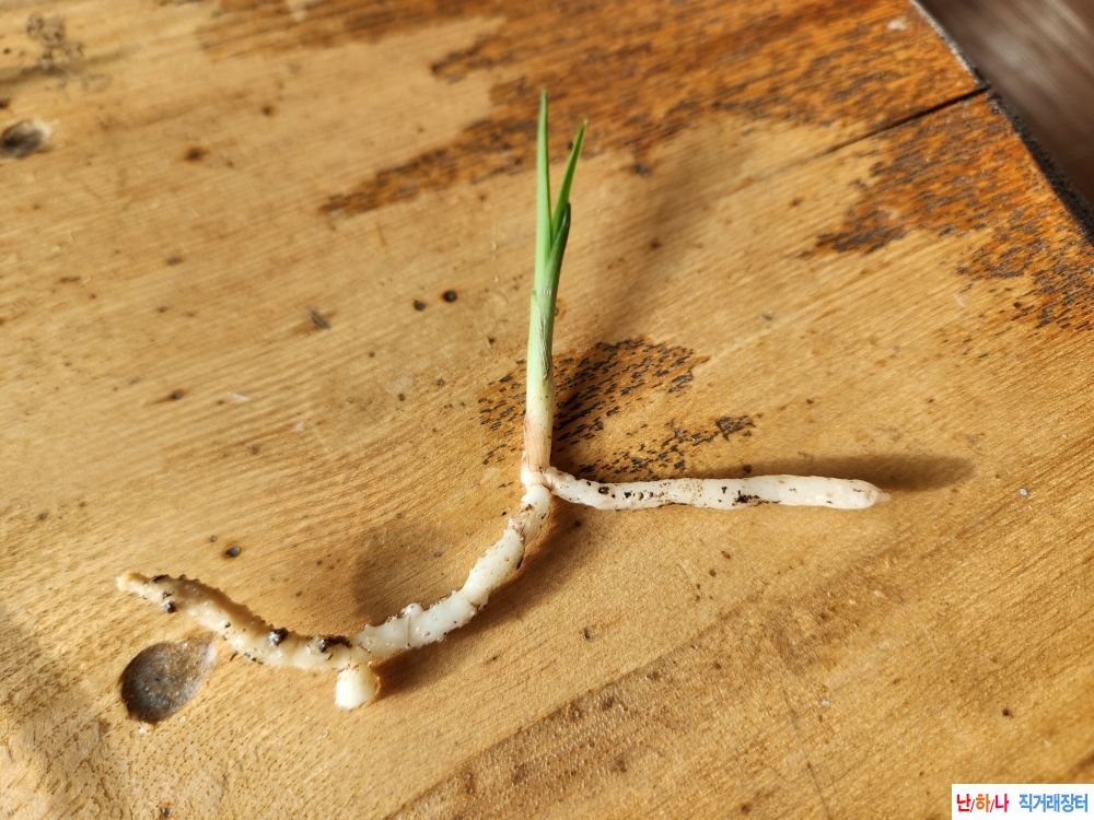 산채단엽성산반