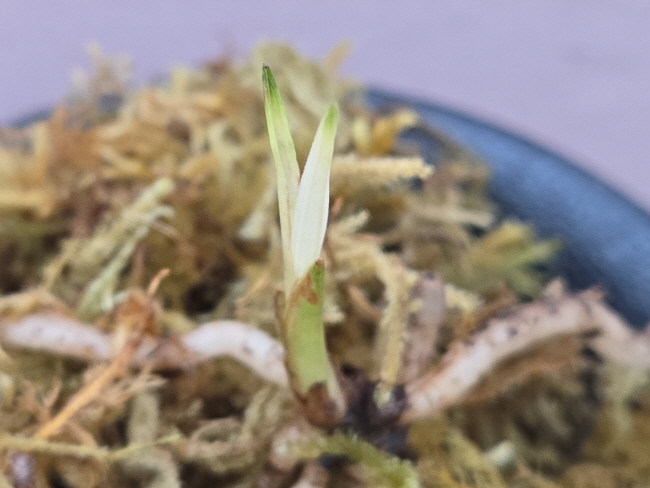 산채품