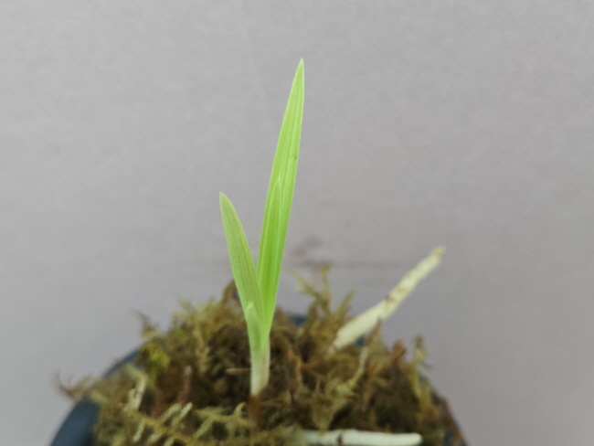 산채품