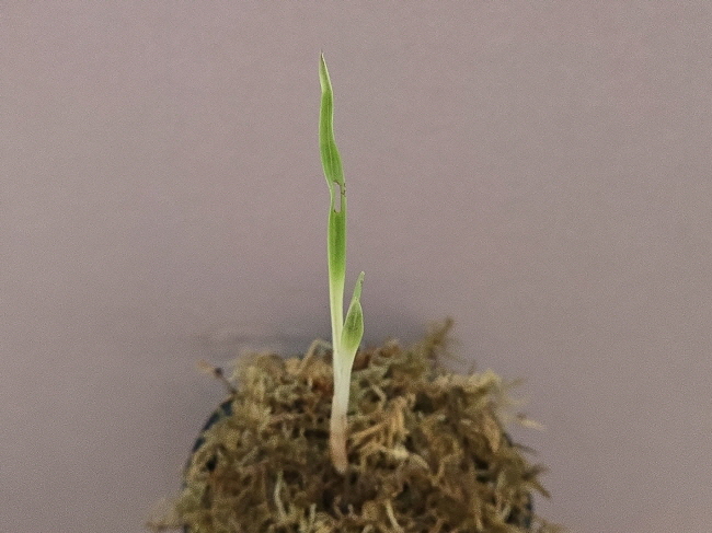 산채품