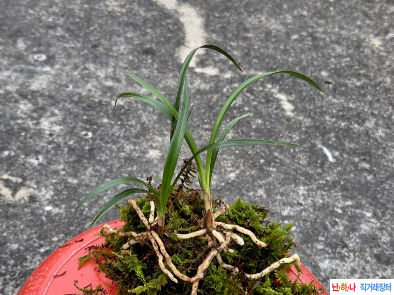 산채품 산반형제