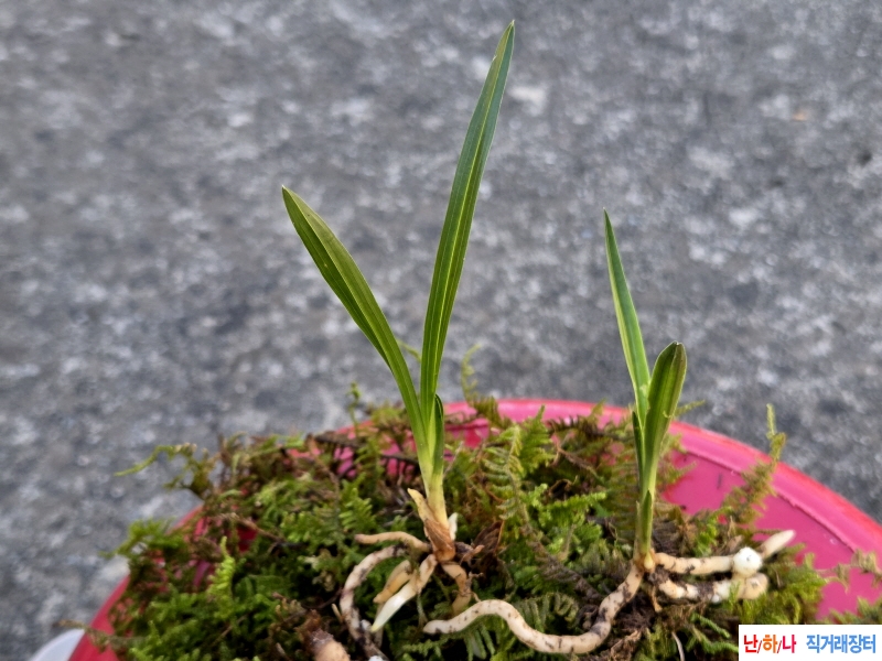 산채품 두화변과 반물