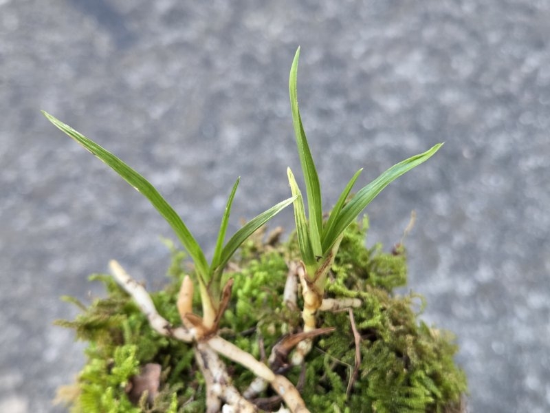 산채품 산반
