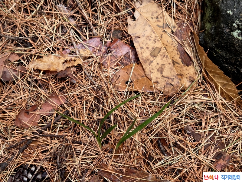 산채품 산반과 황화