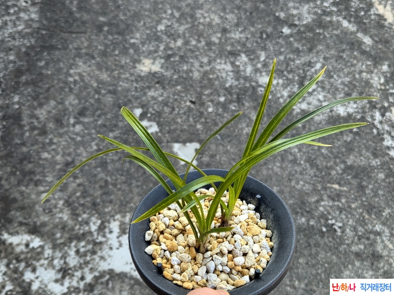 재미있는 꽂기대 산반